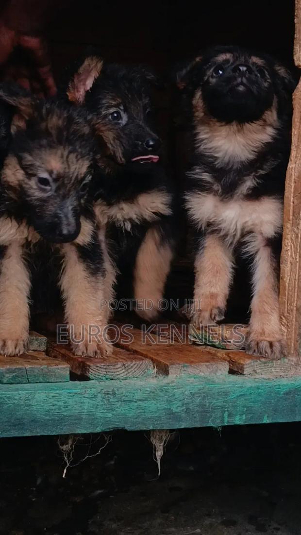 1-3 months Male Purebred German Shepherd - thumbnail 6