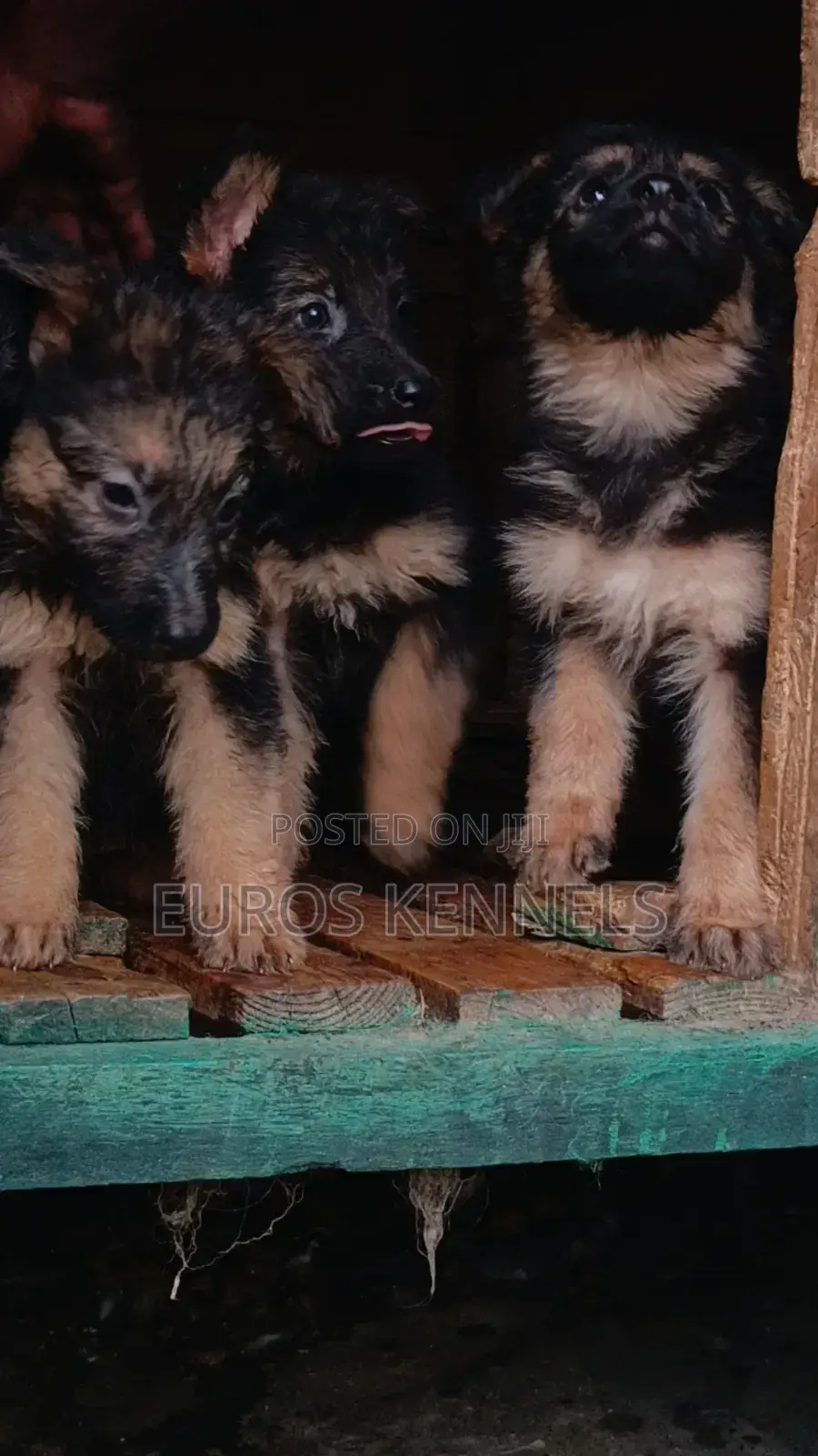 1-3 months Male Purebred German Shepherd