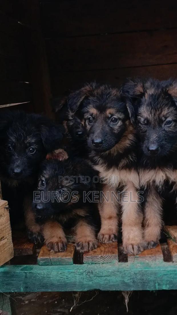1-3 months Male Purebred German Shepherd - thumbnail 7