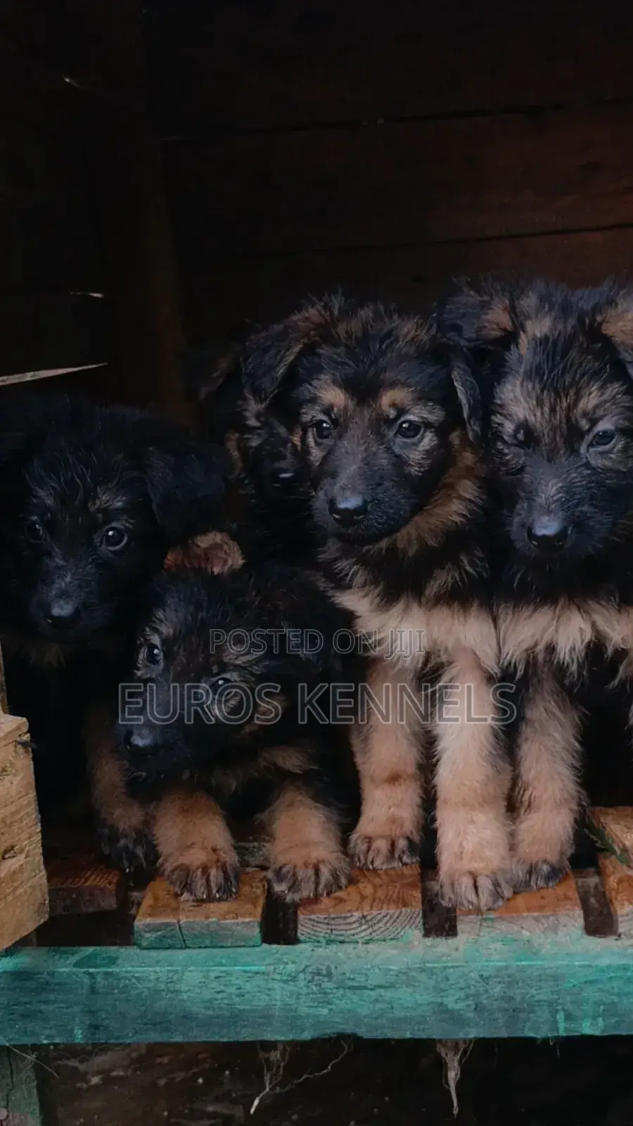 1-3 months Male Purebred German Shepherd
