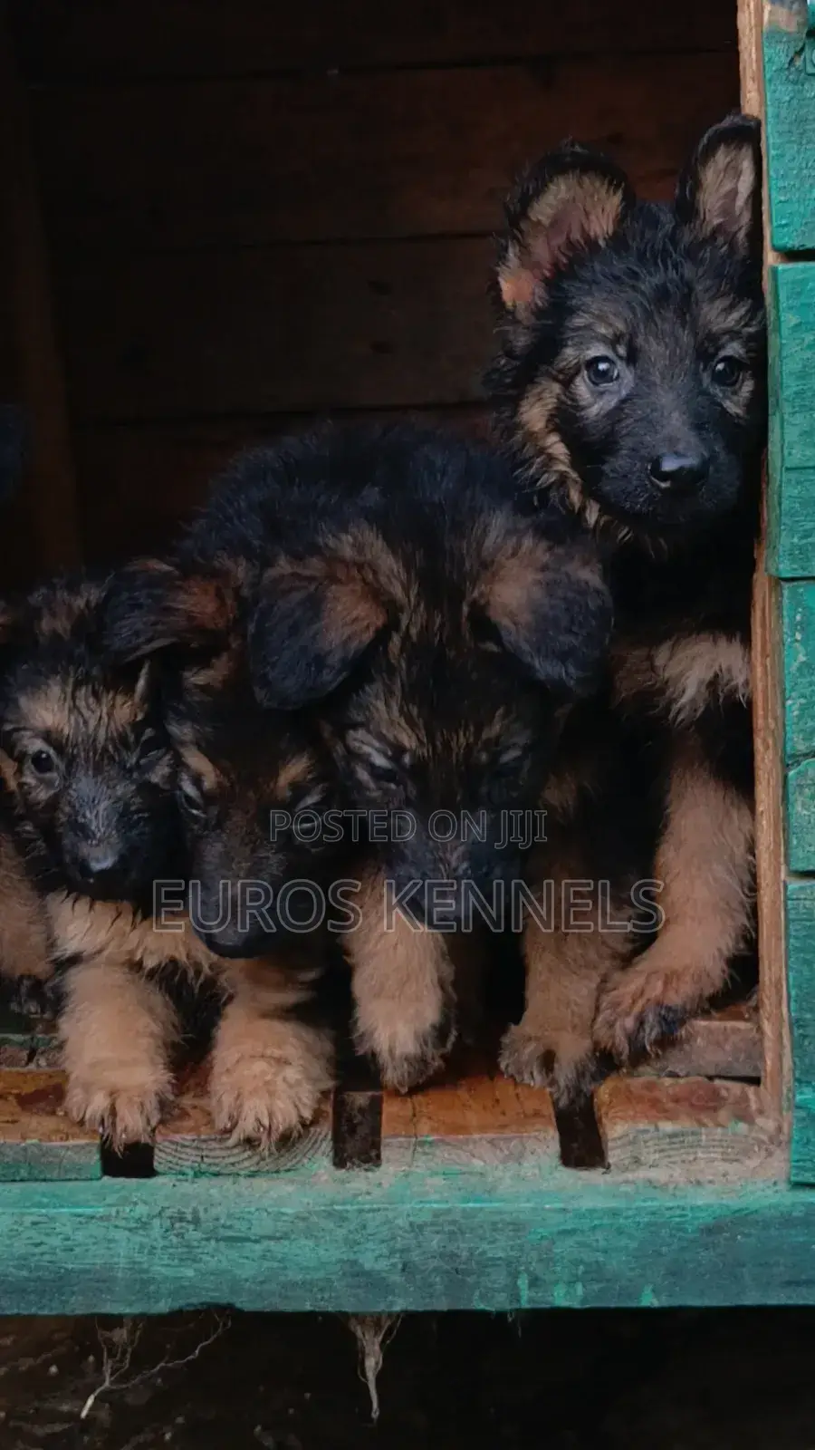 1-3 months Male Purebred German Shepherd