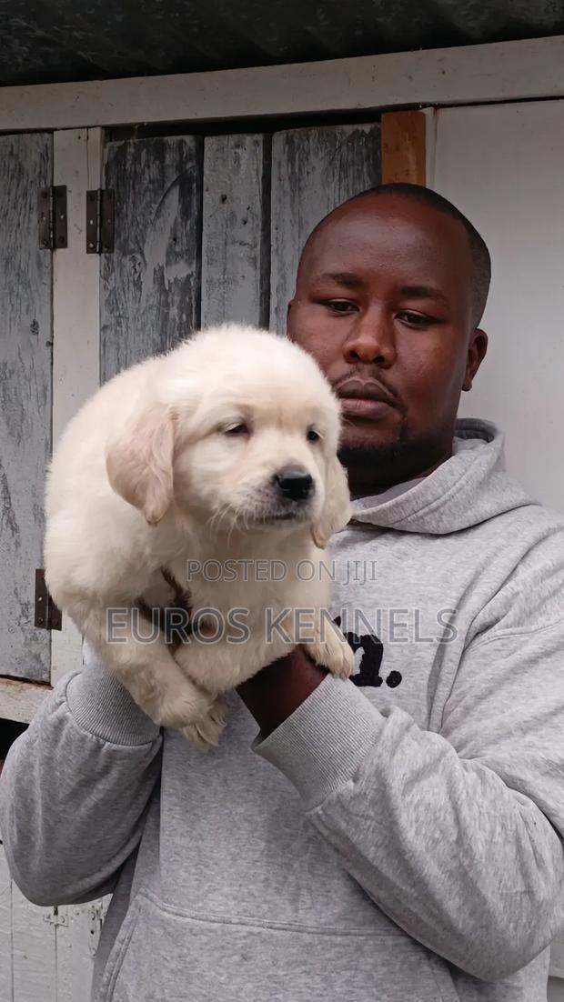 1-3 months Male Purebred Golden Retriever