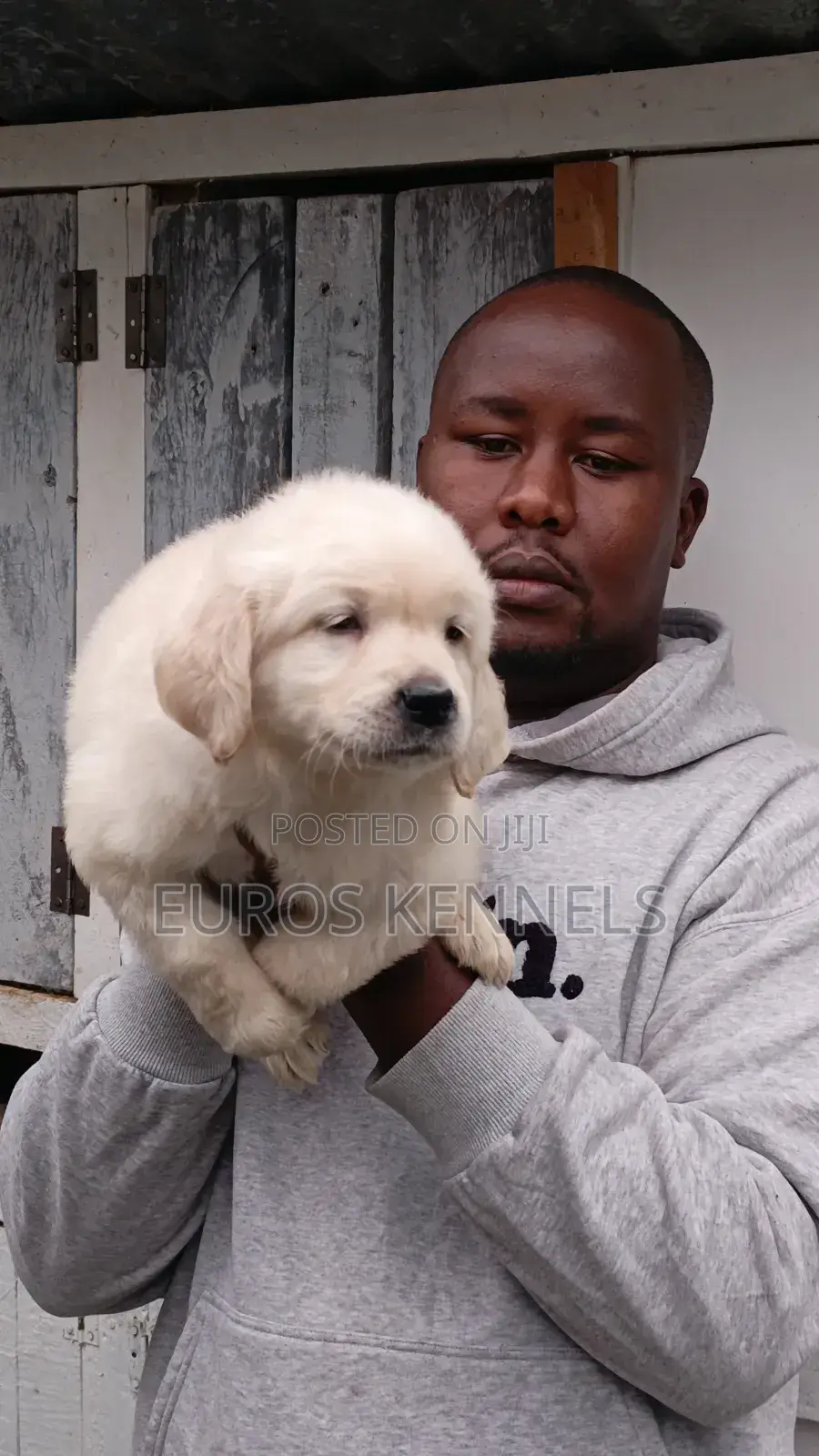 1-3 months Male Purebred Golden Retriever