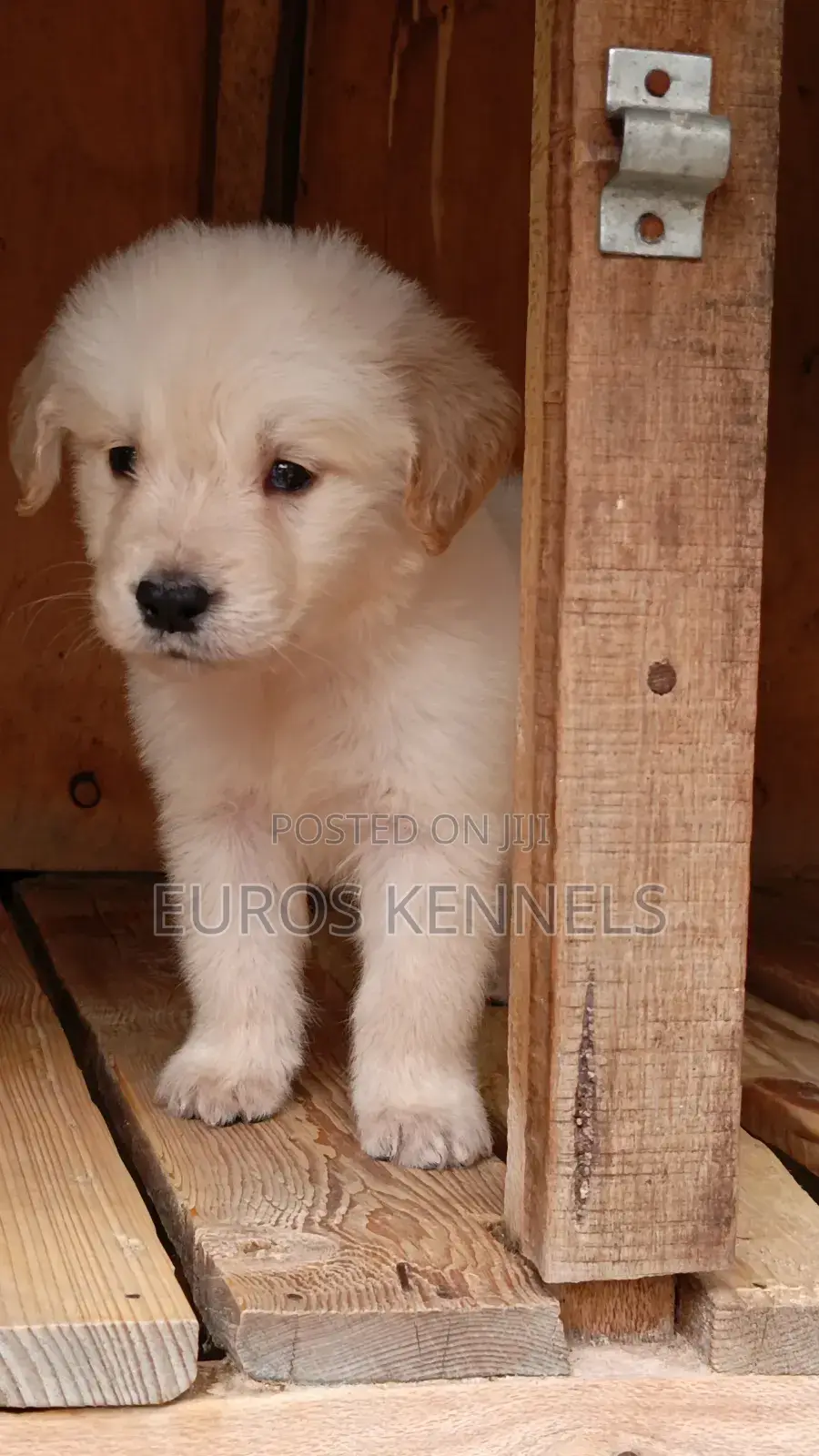 1-3 months Male Purebred Golden Retriever