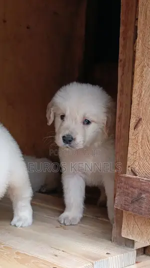 1-3 months Male Purebred Golden Retriever