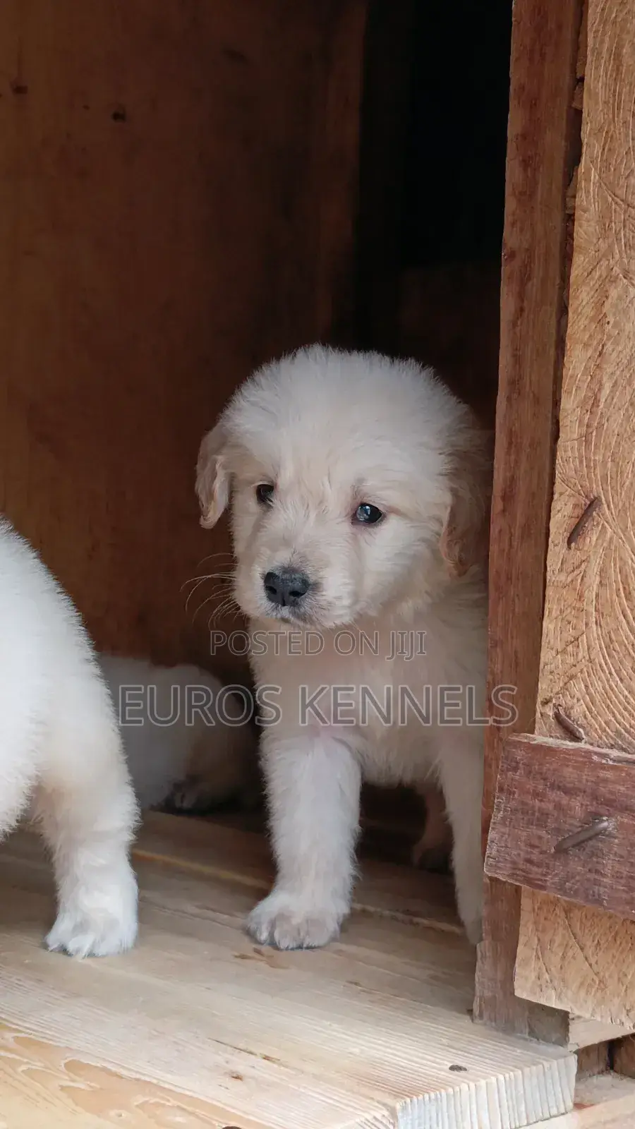 1-3 months Male Purebred Golden Retriever