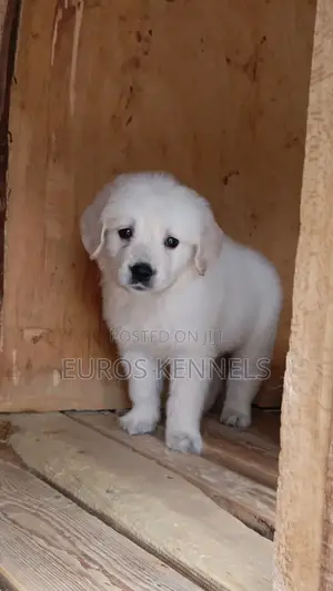 1-3 months Male Purebred Golden Retriever