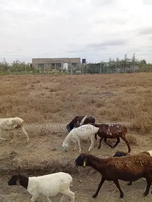 1/4 Acre for Sale in Kisaju