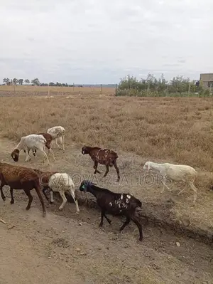 0.25 Acre Piece of Land in Kisaju