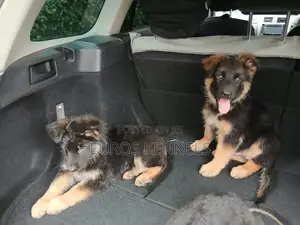 1-3 months Male Purebred German Shepherd