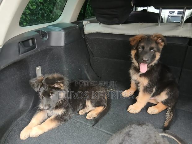 1-3 months Male Purebred German Shepherd