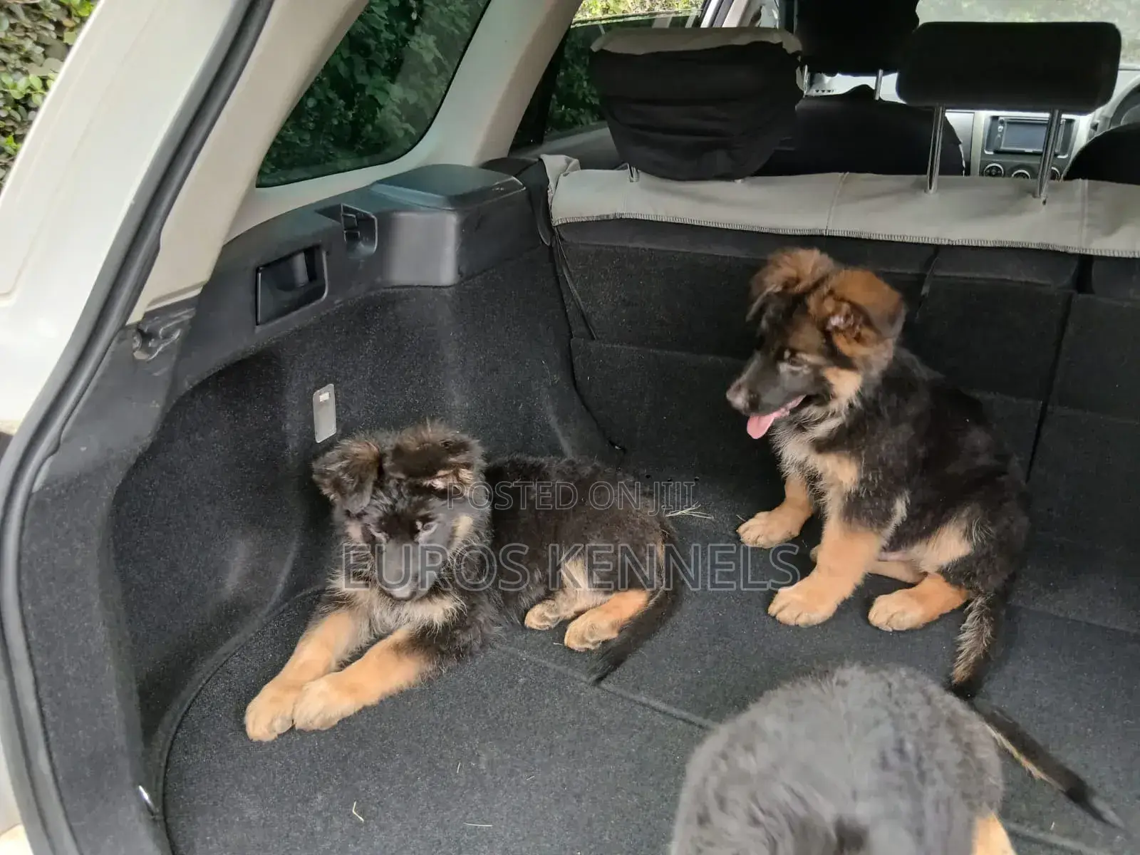 1-3 months Male Purebred German Shepherd