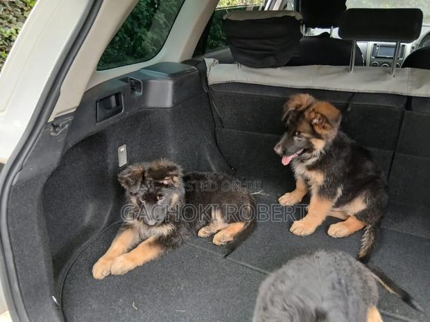 1-3 months Male Purebred German Shepherd - thumbnail 3