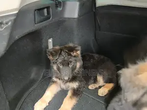 1-3 months Male Purebred German Shepherd