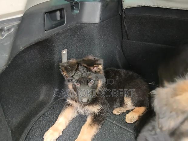 1-3 months Male Purebred German Shepherd - thumbnail 4