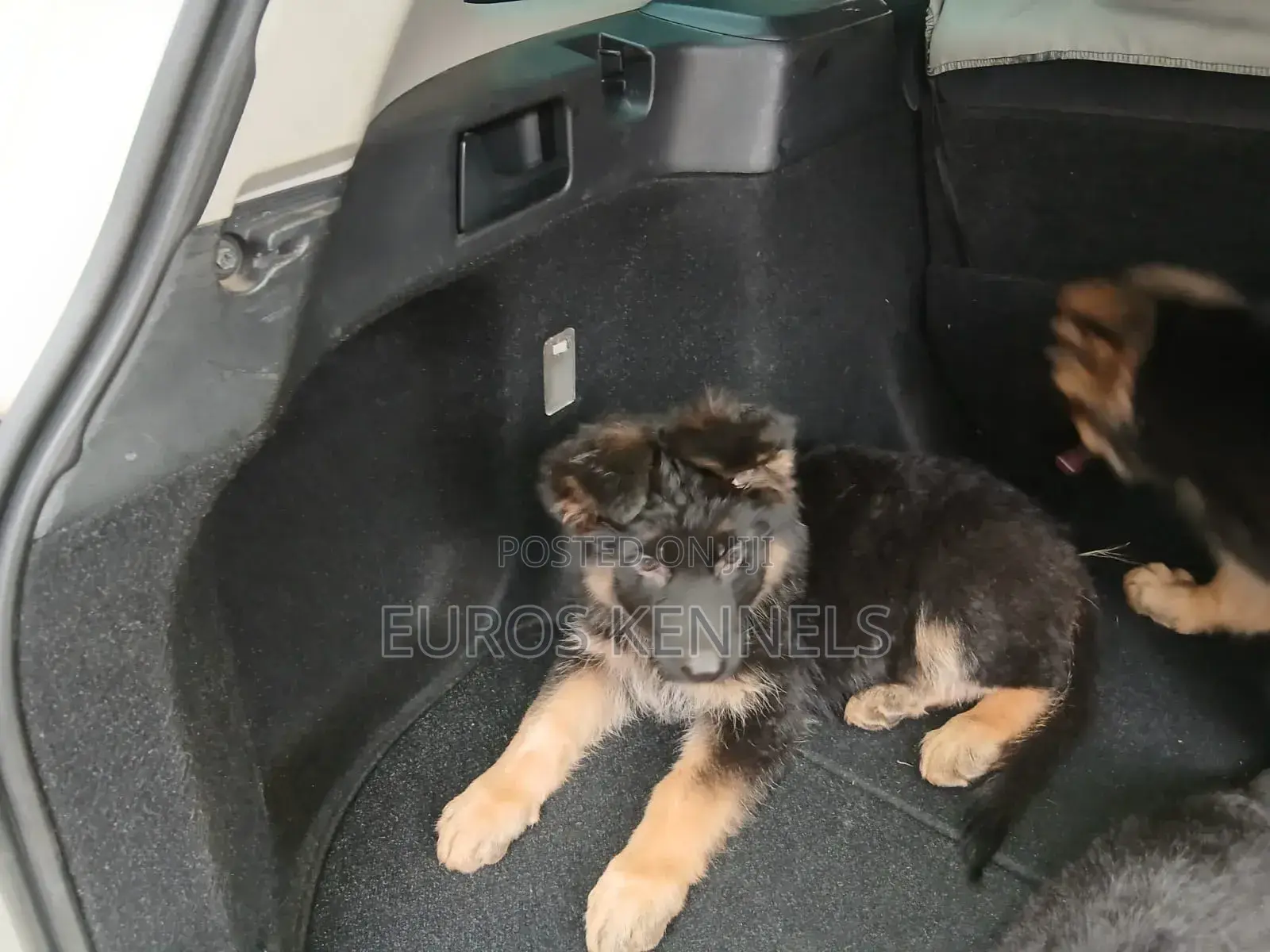 1-3 months Male Purebred German Shepherd