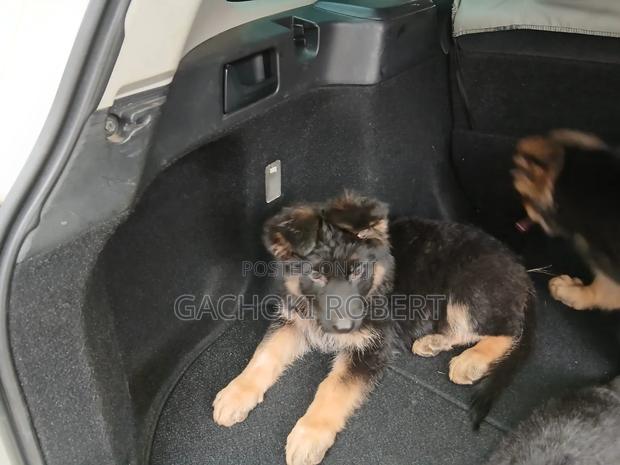 1-3 months Male Purebred German Shepherd - thumbnail 5