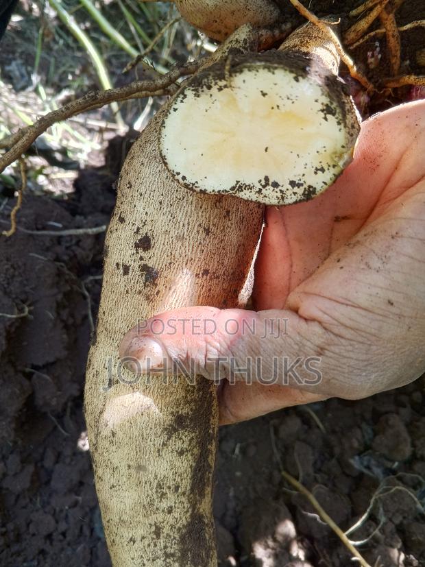 Ground Apples/Yacon - main view