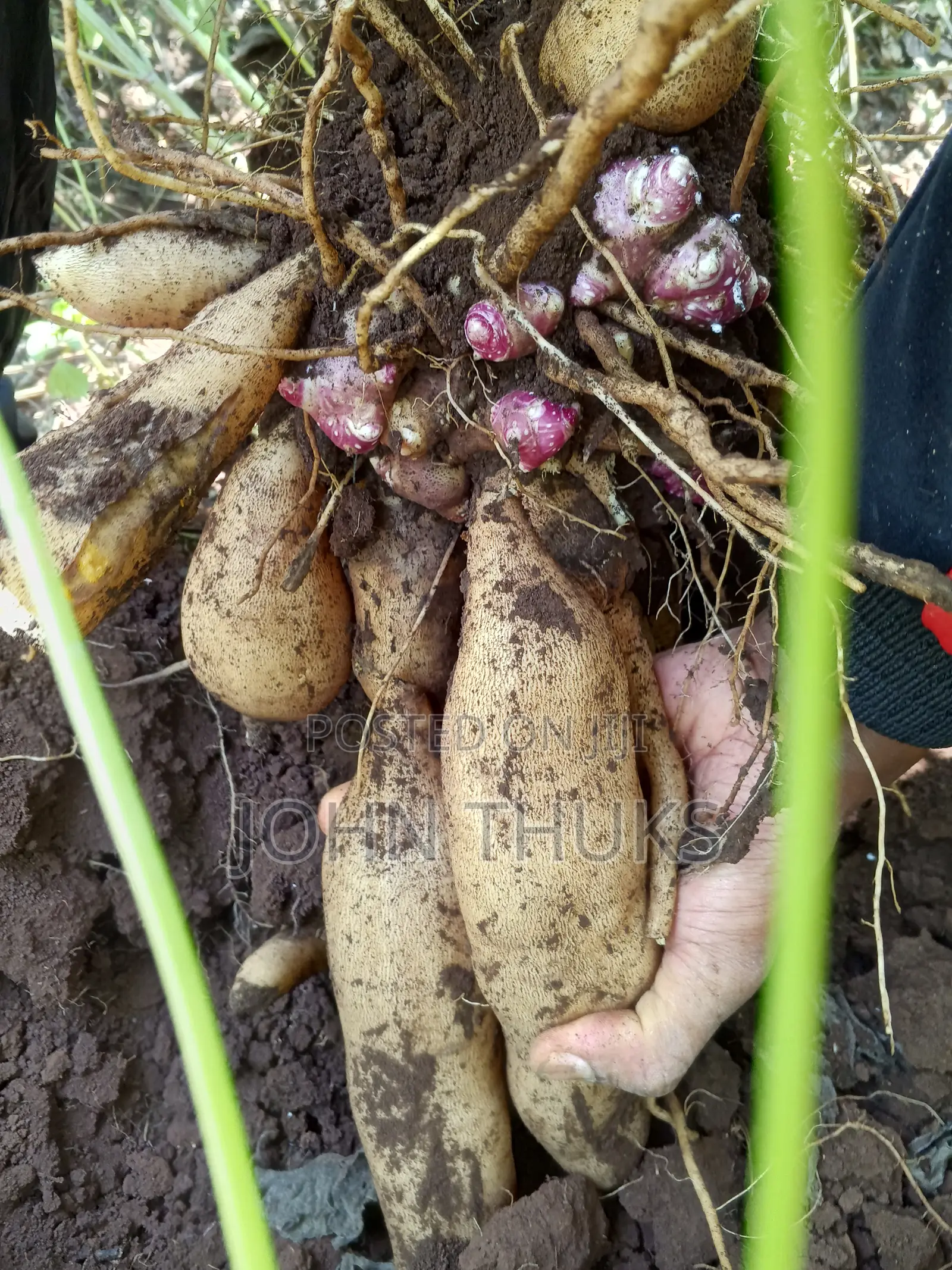 Ground Apples/Yacon