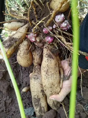 Ground Apples/Yacon