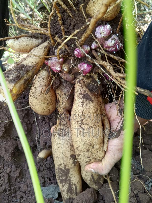 Ground Apples/Yacon - thumbnail 3