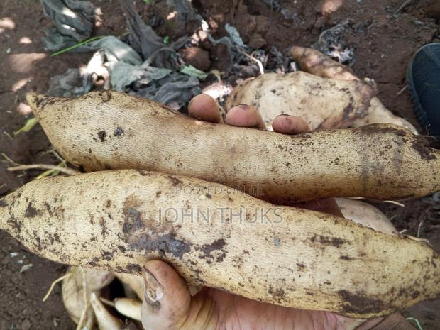 Ground Apples/Yacon - thumbnail 5