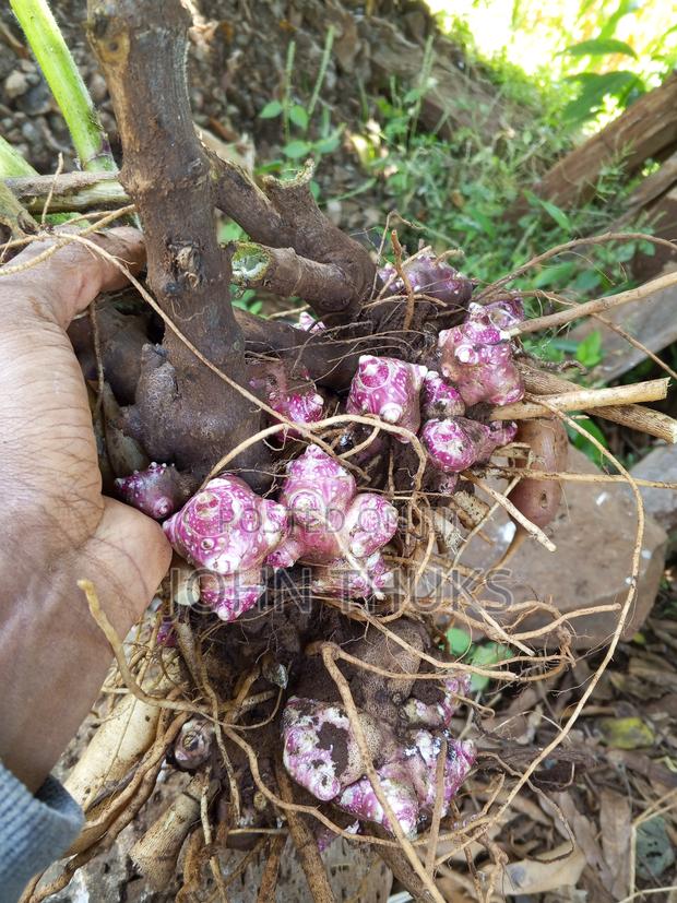 Ground Apples/Yacon - thumbnail 6