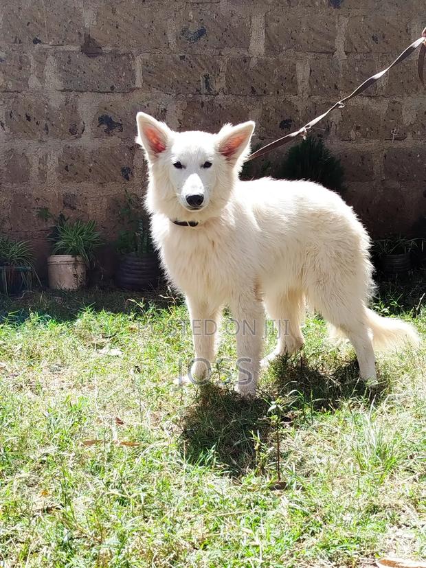 3-6 months Female Purebred Greater Swiss Mountain