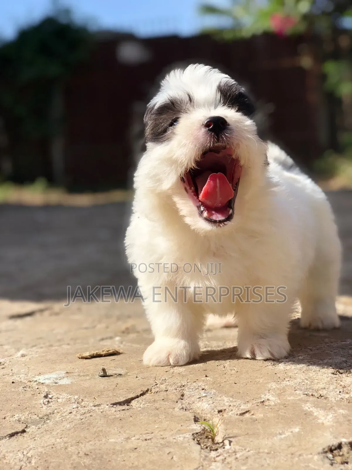 1-3 months Male Purebred Havanese