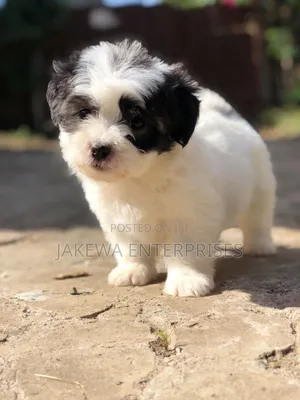 1-3 months Female Purebred Havanese