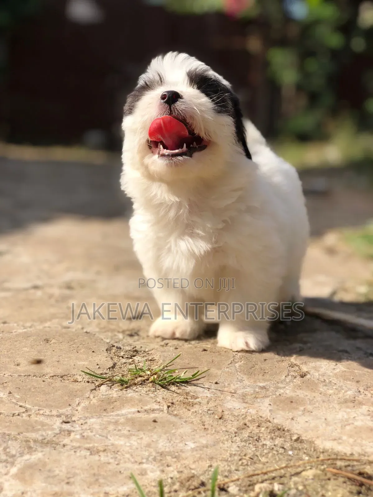 1-3 months Male Purebred Havanese