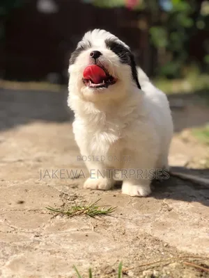1-3 months Male Purebred Havanese