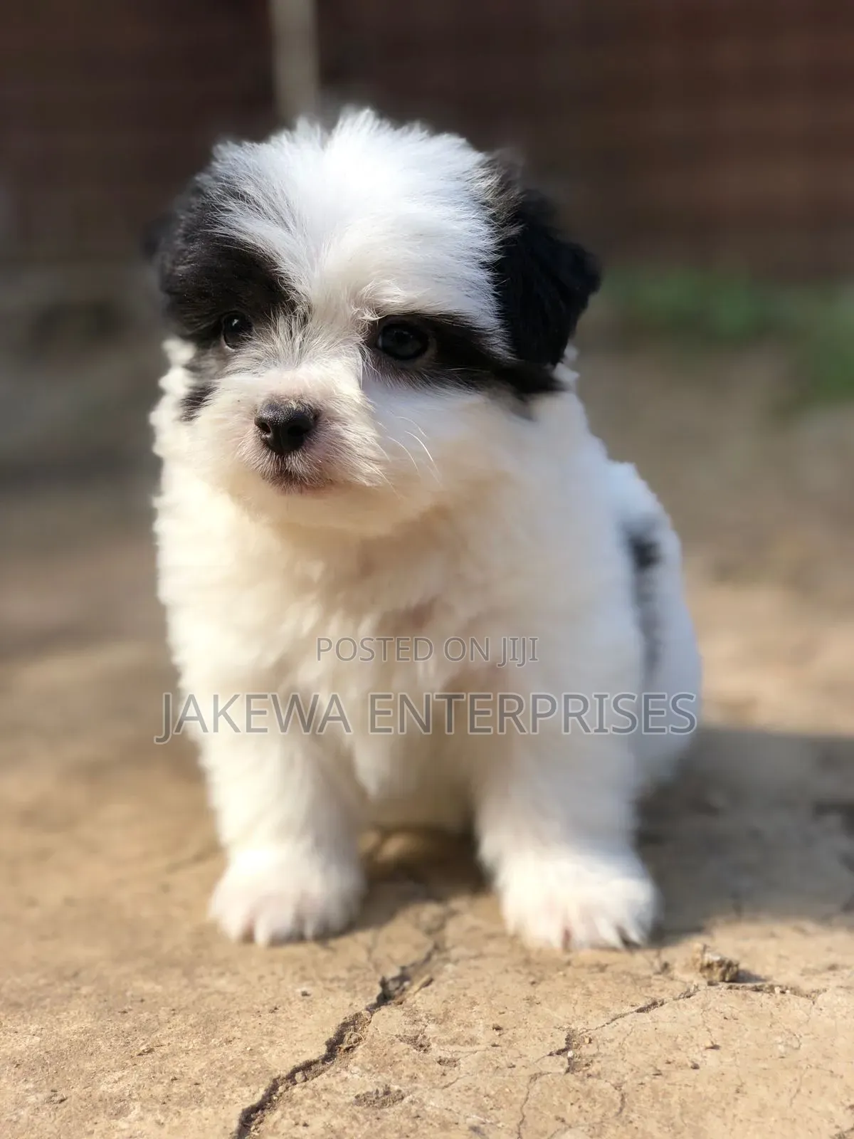 1-3 months Male Purebred Havanese
