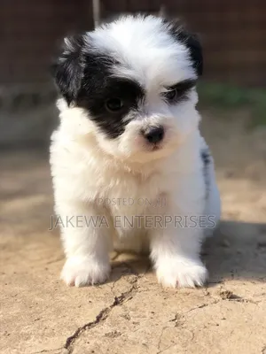1-3 months Female Purebred Havanese