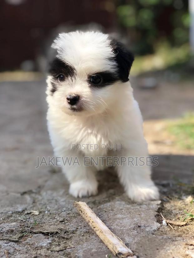 1-3 months Female Purebred Havanese - thumbnail 2