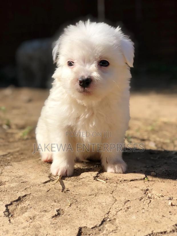1-3 months Female Purebred Havanese