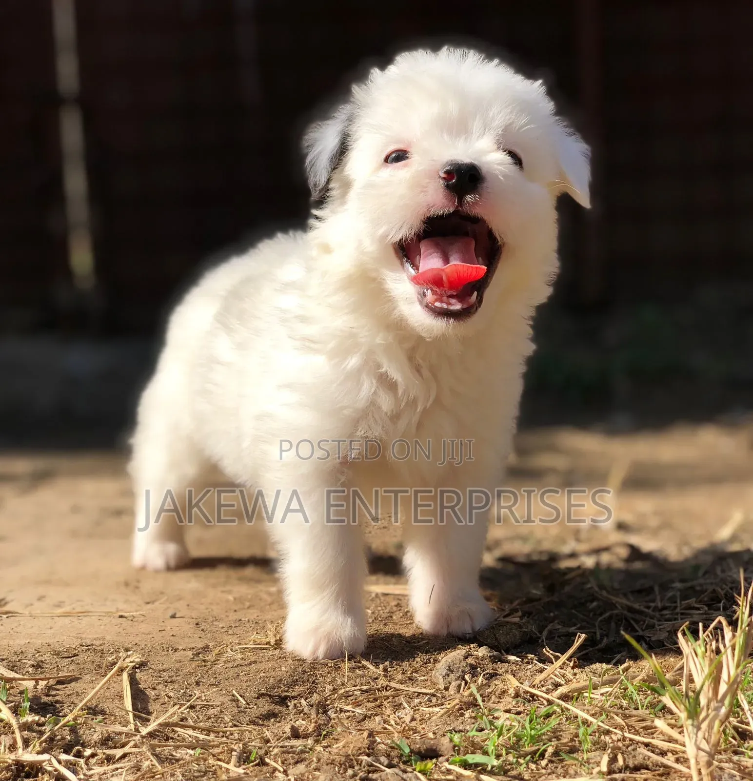 1-3 months Female Purebred Havanese