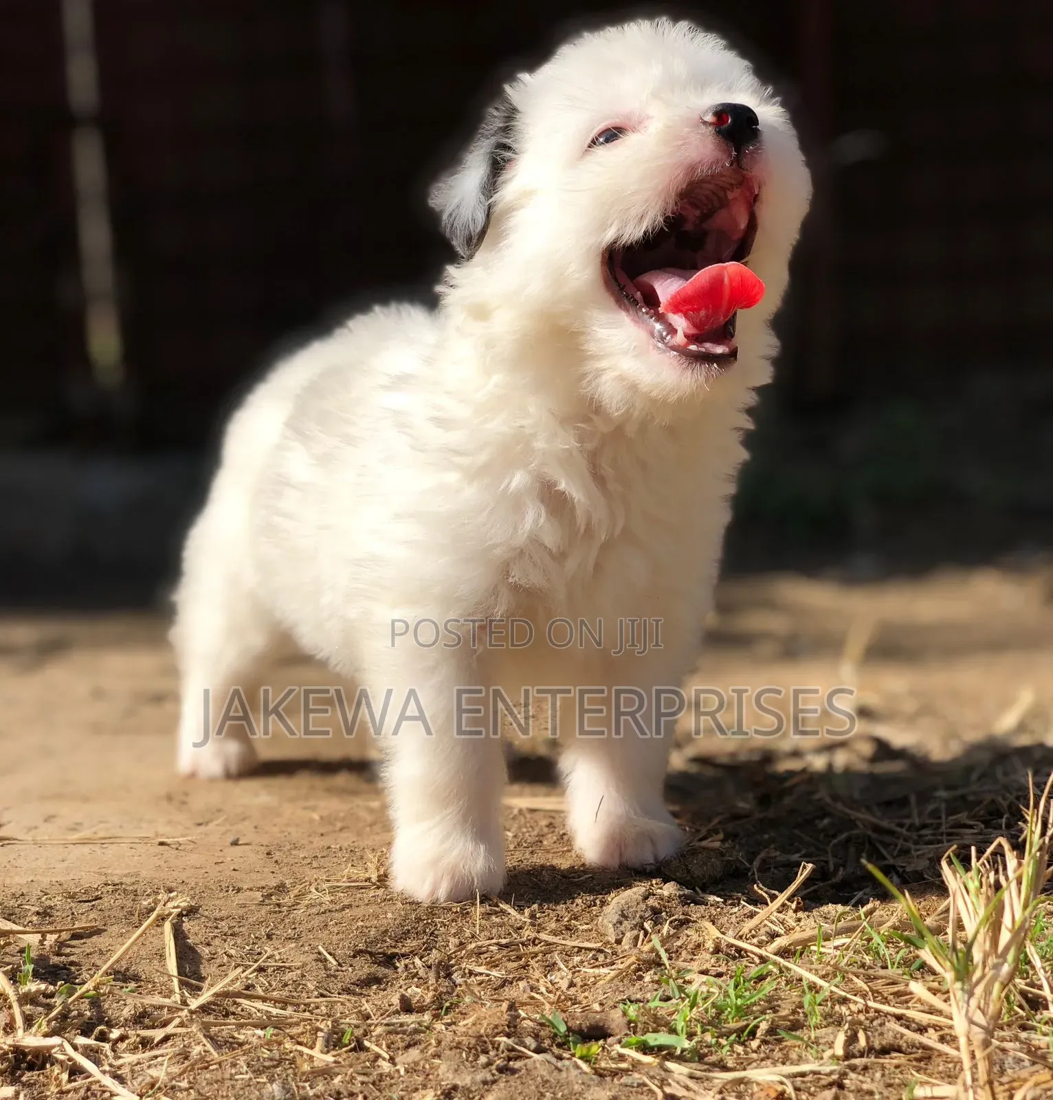 1-3 months Female Purebred Havanese