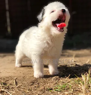 1-3 months Female Purebred Havanese