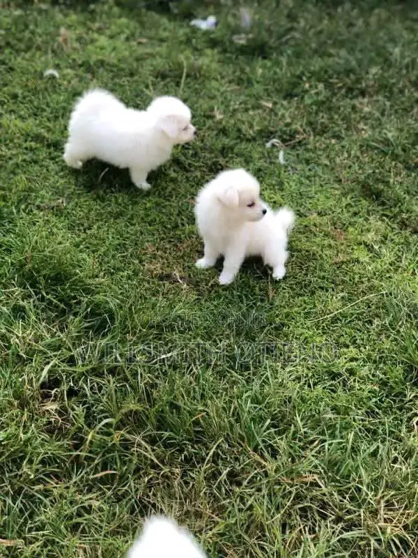 1-3 months Male Purebred Maltese