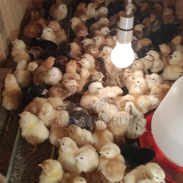 1 Day Old Sasso Chick at KSHS 100 - thumbnail 3