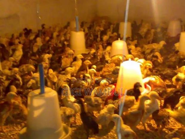 1 Day Old Sasso Chick at KSHS 100 - thumbnail 4