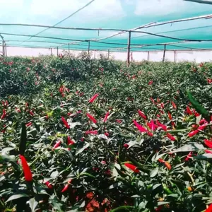 Greenhouse Polythene, Insect Net and Shade Nets