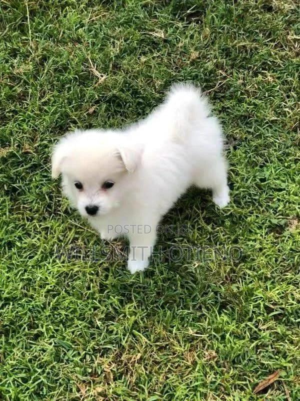 1-3 months Male Purebred Maltese - main view