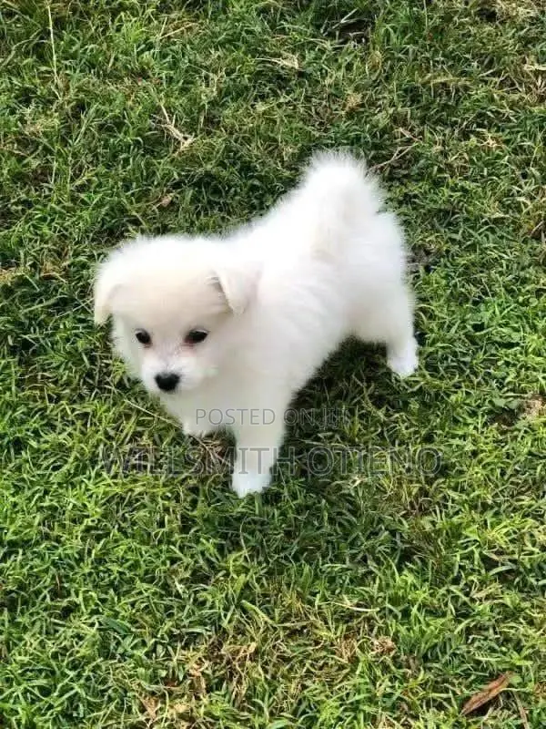 1-3 months Male Purebred Maltese