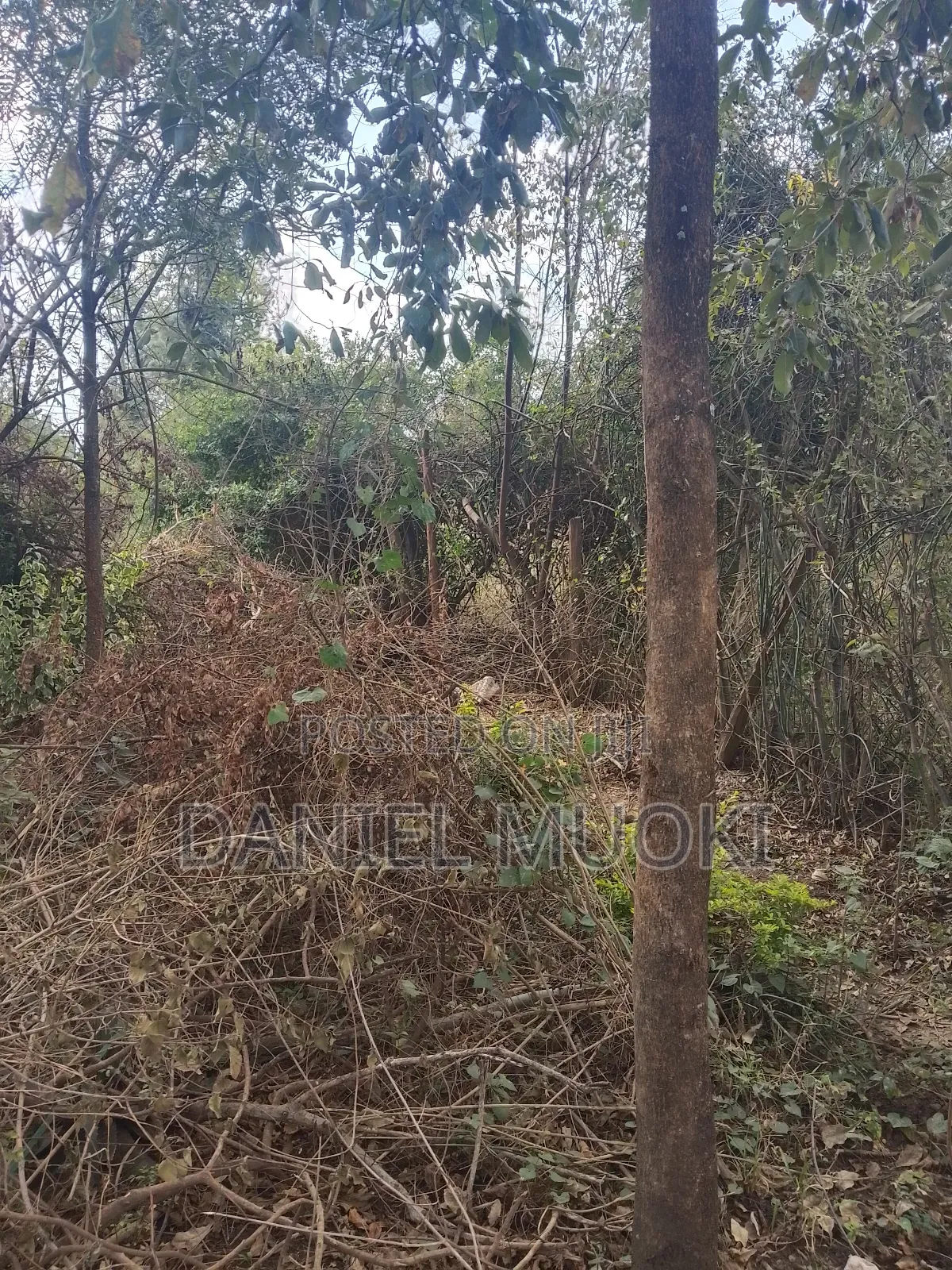 Muoki Daniel