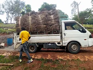 Makuti for Sale and Supplies.