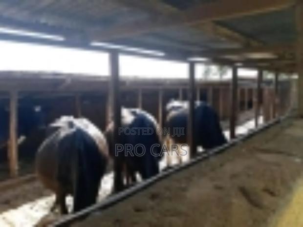 10 Acres For Sale In Rironi - thumbnail 5