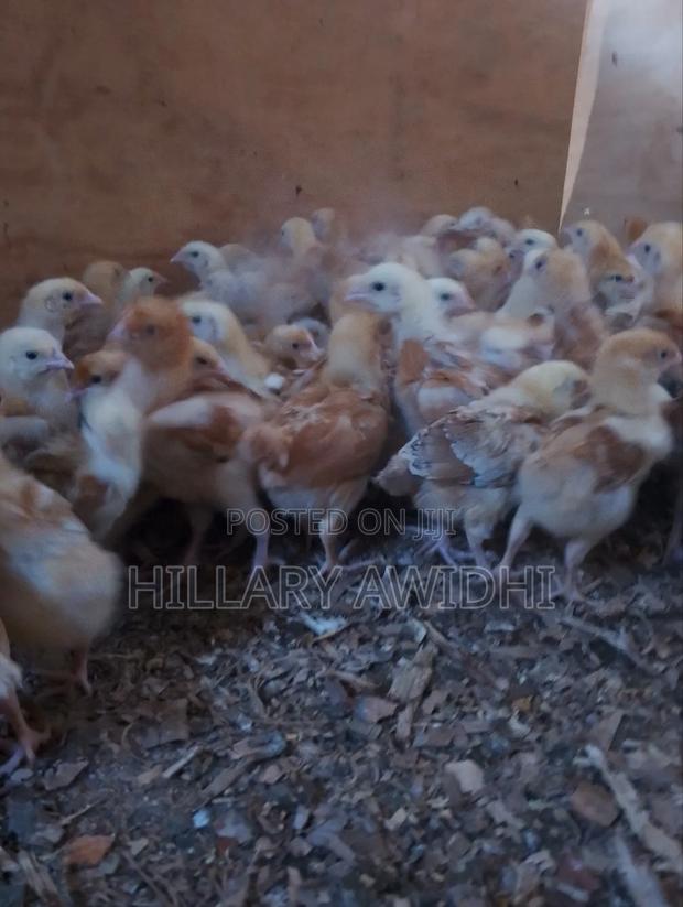 Chicks Improved Kienyeji - main view