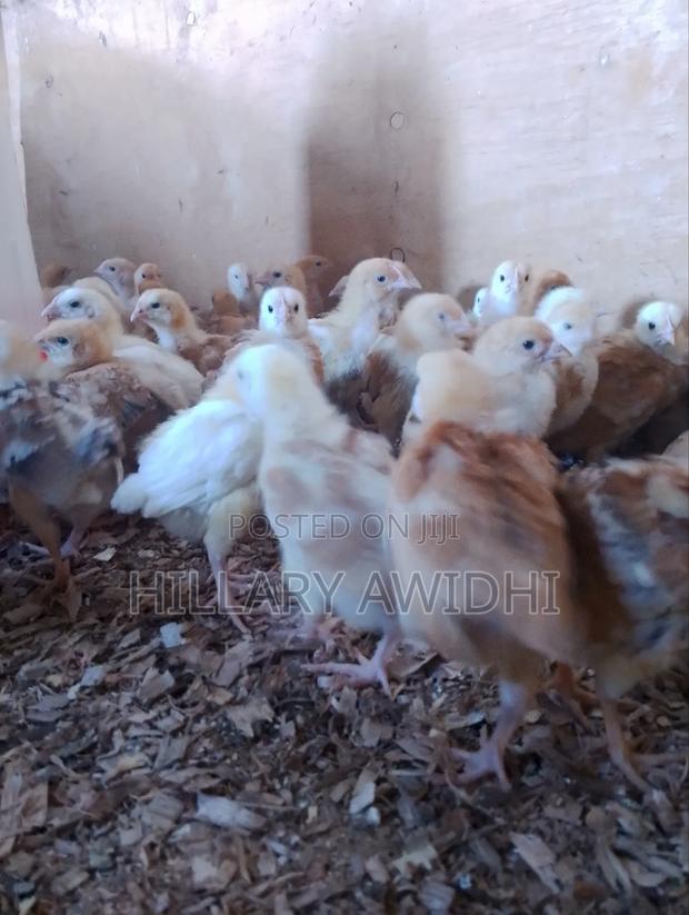 Chicks Improved Kienyeji - thumbnail 2